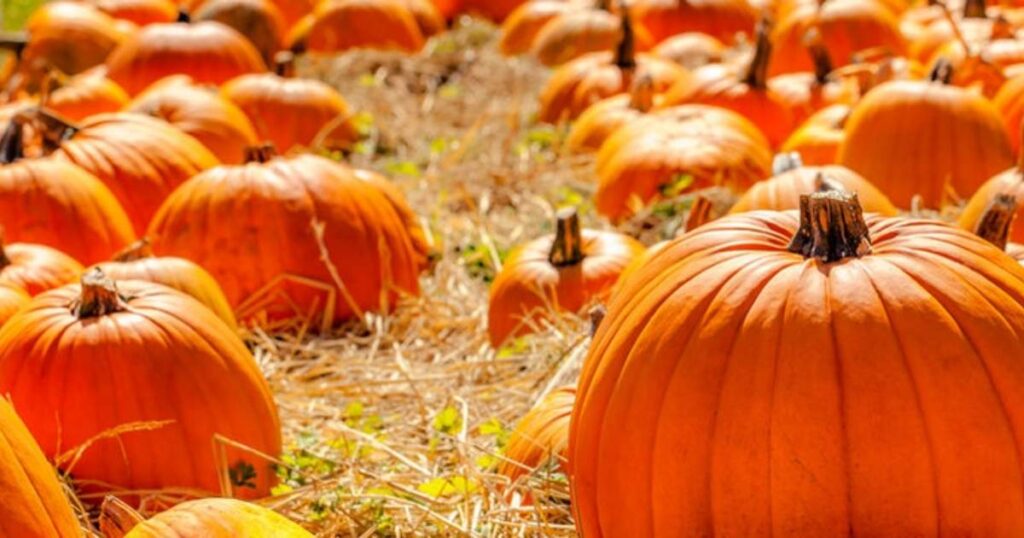 Anza Borrego Pumpkin Patch : Complete Slot Canyon Hiking Guide