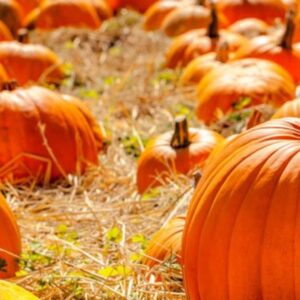 Anza Borrego Pumpkin Patch : Complete Slot Canyon Hiking Guide