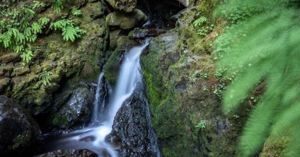 Madison Falls Olympic National Park: A Complete Travel Guide