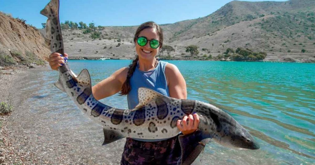 Swim with leopard sharks in La Jolla: What It’s Really Like (And Why It’s Safer Than You Think)