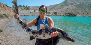 Swim with leopard sharks in La Jolla: What It’s Really Like (And Why It’s Safer Than You Think)