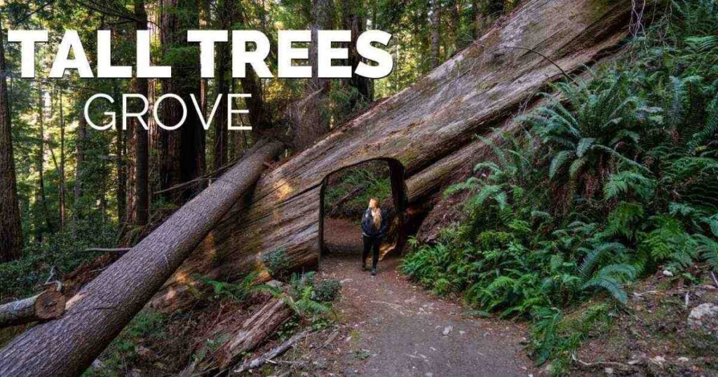 Tall Trees Grove Trail: How to Visit Redwood National Park’s Hidden Giant Forest