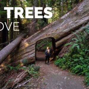 Tall Trees Grove Trail: How to Visit Redwood National Park’s Hidden Giant Forest