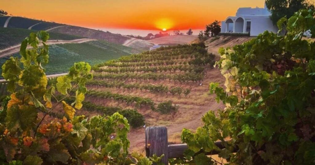 Unexpected Finds Beyond Wine: Things to Do in Paso Robles, California