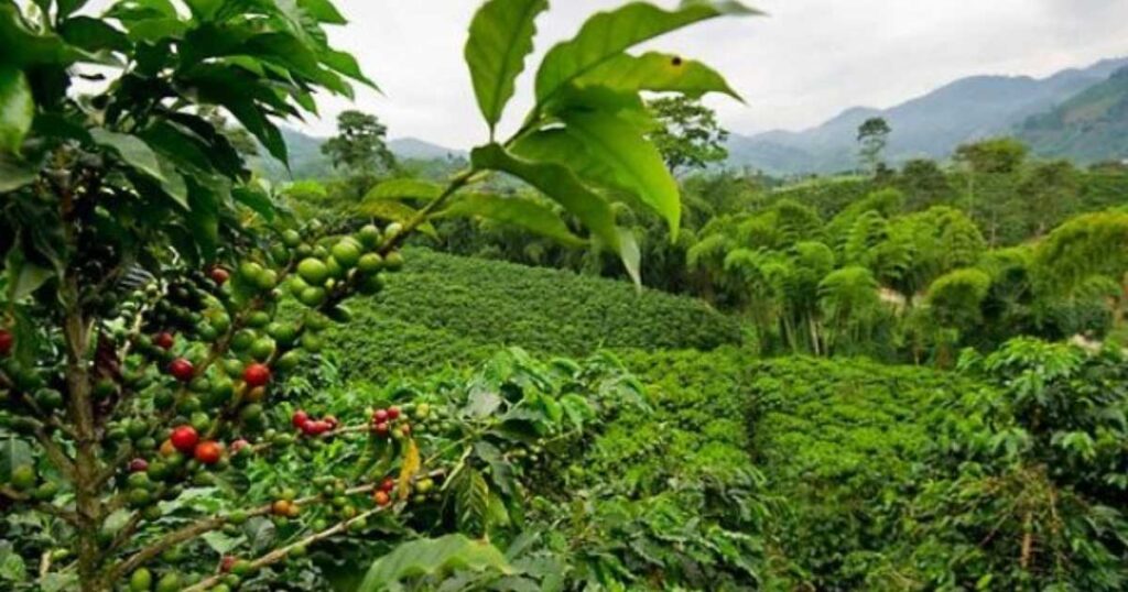 Costa Rican Coffee Beans: Ultimate Guide to Rich Flavor Secrets