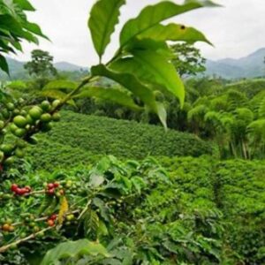 Costa Rican Coffee Beans: Ultimate Guide to Rich Flavor Secrets