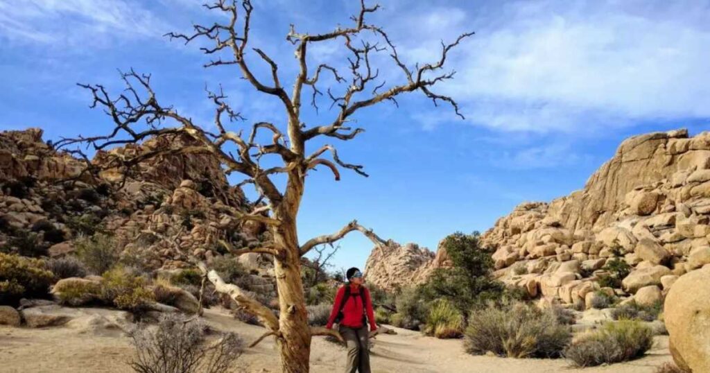 Getting Through the Hidden Cave of Chasm of Doom Joshua Tree