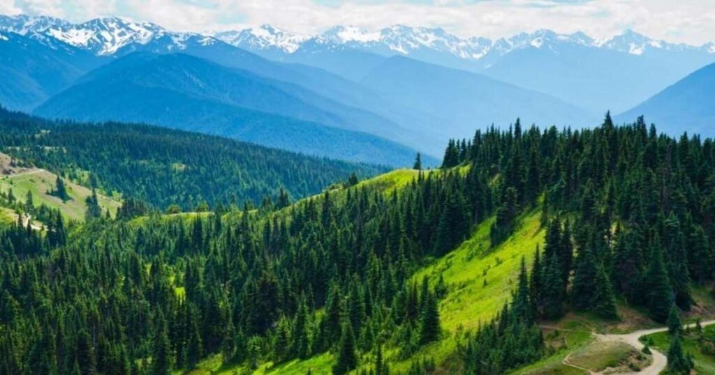 Olympic National Park Itinerary: Ultimate 3-Day Guide