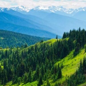 Olympic National Park Itinerary: Ultimate 3-Day Guide