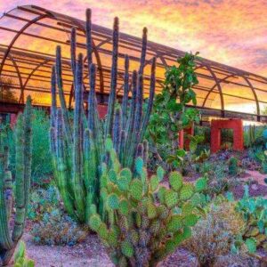 Phoenix Beyond the Heat: Unique Things to Do in Phoenix