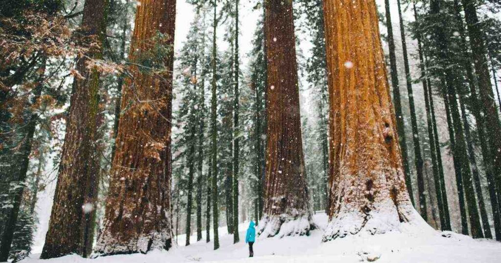 Sequoia National Park Winter: Snowy Trails & Quiet Escapes