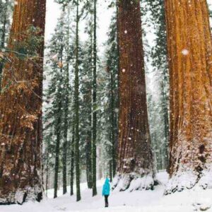 Sequoia National Park Winter: Snowy Trails & Quiet Escapes